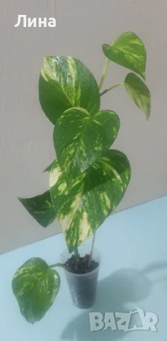 Епипремнум ауреум голдън(Epipremnum aureum golden) 