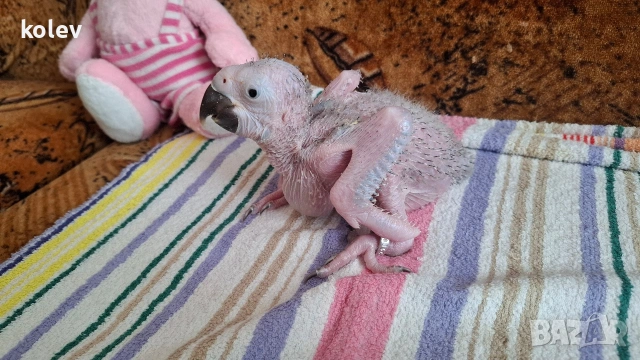 Папагал Синьожълта ара /Ara ararauna/бебе, снимка 4 - Папагали - 54096367