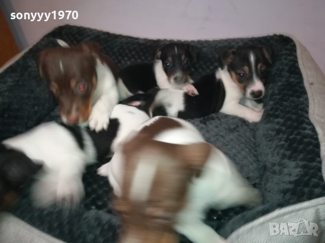 ДЖАК РЪСЕЛ 250ЛВ ЗА БРОЙ 2709251829, снимка 16 - Джак ръсел териер - 51859010