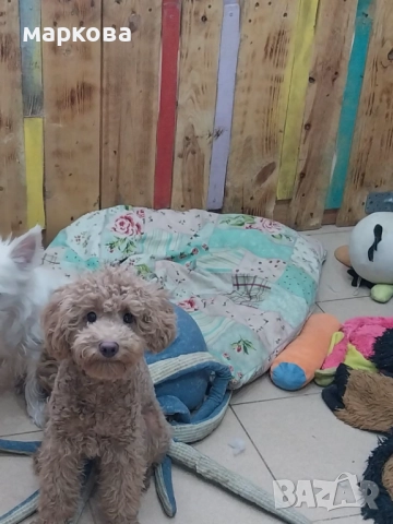 мини пудел, снимка 2 - Пудели - 52874276