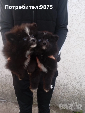 Продавам померан, снимка 2 - Померан - 52403193