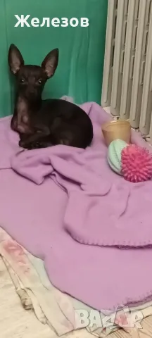 Търсим Елегантна Дама 