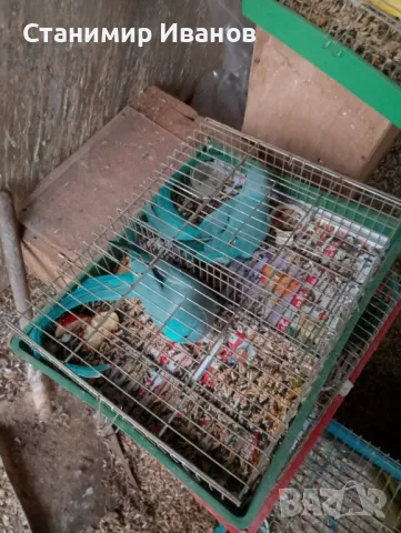 Александри 2021 2022год.различни цветове и мутации оформени птици., снимка 3 - Папагали - 39575600