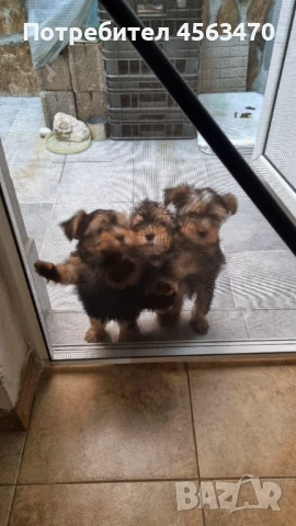 Йоркширски мъжки териерчета , снимка 1
