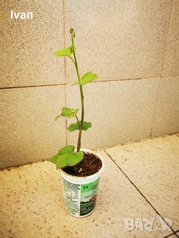 Разсад от батати (сладък картоф) , снимка 3 - Разсади - 54294586