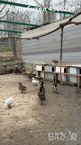 Лебеди, гъски, патки, снимка 7 - други­ - 53910257