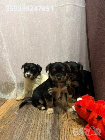 Мини йоркширски териери