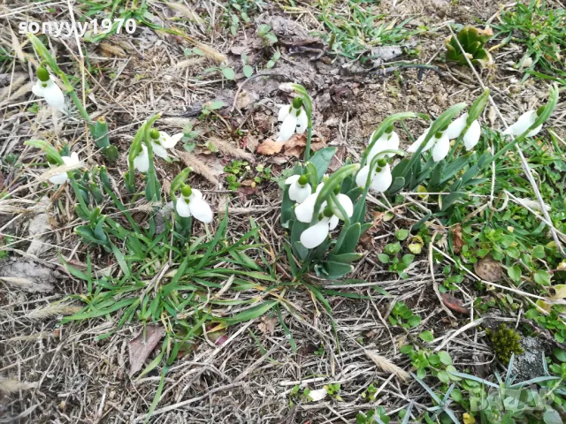 КОКИЧЕНЦА ЗА МОМИЧЕНЦА-СВЕЖА РЕКОЛТА 20025Г 0102251725, снимка 10 - Градински цветя и растения - 48920514