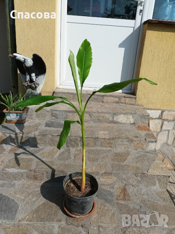 Студоустойчив банан /Бананова палма/, снимка 1 - Градински цветя и растения - 39390280