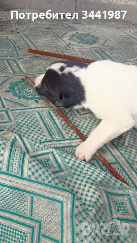 Каракачанки кучета , снимка 11 - Каракачанска овчарка - 52374828