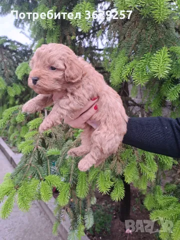 Малтипу, снимка 1