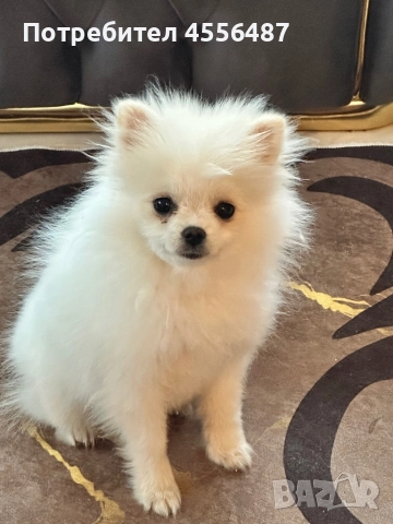 Куче померан 