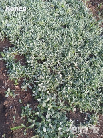  Продавам разсад Мурсалски чай -Приемам поръчки  за сезон 2026 година!, снимка 2 - Разсади - 42228821