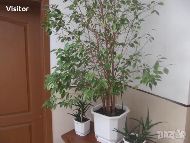 Fujifilm Finepix JX250   14МРх, снимка 14 - Фотоапарати - 52545285