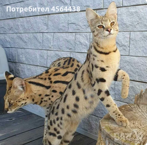 Наличен сервал каракал f1 Каракал със савана f1 котенца, снимка 5 - Други - 51364845