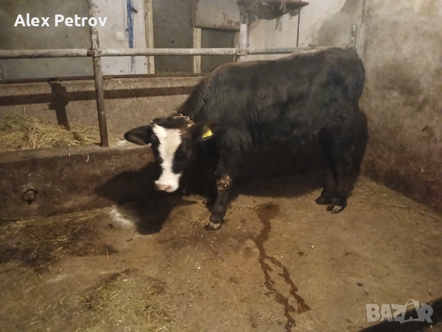 Свободни 2 мъжки месодайни телета