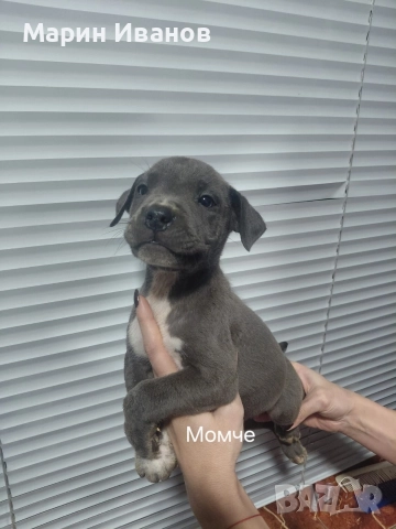 Сини питбулчета , снимка 5 - Питбул - 52585298