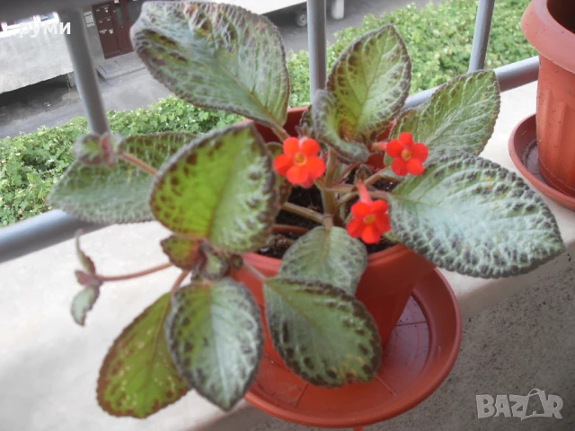 еписция червена , снимка 6 - Стайни растения - 51155474