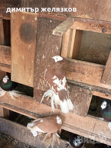 Гълъби демкежи, снимка 8 - Гълъби - 49071204