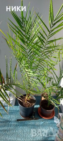 финикова палма, снимка 2 - Стайни растения - 35208757