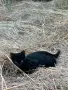 Подарявам 2 пухкави котенца, снимка 1