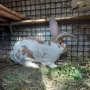 Продавам  зайци, снимка 11