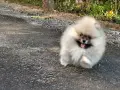 Померан момченце, снимка 4