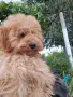 Пудел Той кученце , снимка 3