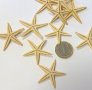 20 бр натурални морски звезди звездички за декорация, снимка 2