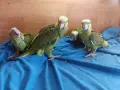 Бебета папагали амазона, снимка 5