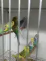 Вълнисти папагали и Корели , снимка 2