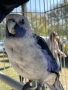 Различни видове папагали , снимка 13