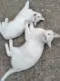 снежно бели котенца, 5мес., снимка 5