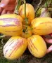 Разсад ПЕПИНО Пъпешово дърво . Сорт (Solanum Muricatum) ▪️Развива се много бързо , снимка 4