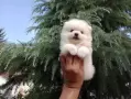 Чисто бели Померанчета. Реални снимки !!!, снимка 1