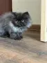 Персийски котенца , снимка 7