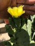 Смокиня индийска, Кактус опунция, Opuntia ficus-indica Etna, екзотични,овощни, снимка 5