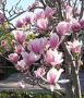 Магнолия Пинки (НОВО)/100-120см, снимка 5