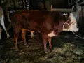 свободни дебели за клане или дамазлък , снимка 3