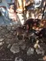 Продавам кози с много Англо-нубийска кръв , снимка 2