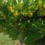 Продавам отлично винено грозде Мускат Отонел – от стари лозя (район Силистра)собствени лозя , снимка 4