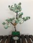 Дърво с пари , снимка 14