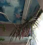 Драцена маргината Dracaena marginata, снимка 3