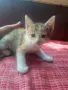 Търся дом на котенцата от снимките - 3 женски, снимка 2