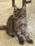 котенца Мейн Куун, снимка 12