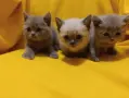 Котета от порода Руска синя котка !, снимка 10