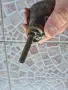 Европейска барутница - 18, снимка 7