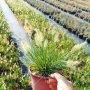 Пенисетум Малкото зайче, Pennisetum alopecuroides Little Bunny , снимка 8