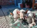 Френски булдочета, снимка 1
