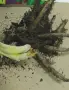 Коренища на хемерокалиси , снимка 14